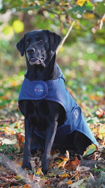 Navy Waterproof Dog Coat